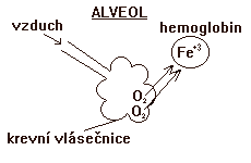 Plicní alveol
