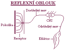 Reflexn oblouk