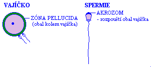Popis vajka a spermie