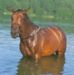 Plavení koní