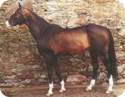 Achaltekinský kůň