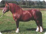 Belgický kůň